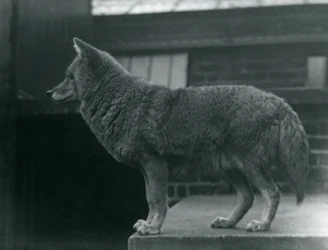 Ein Kojote im Londoner Zoo, Oktober 1920